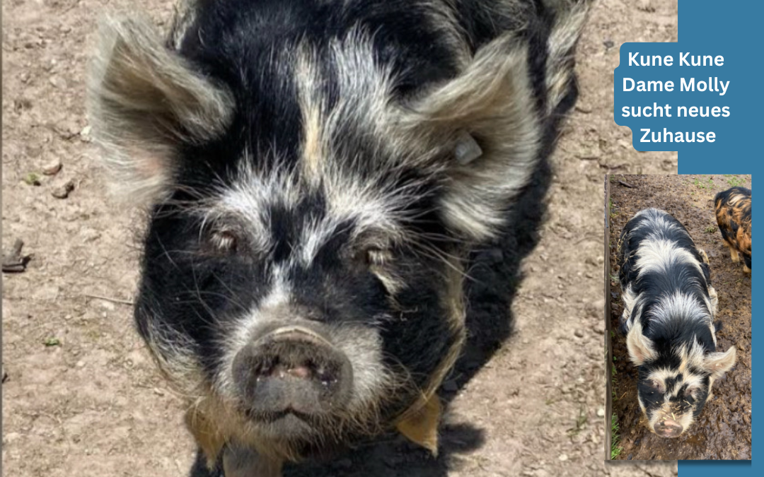 Kune Kune Sau Molly sucht neues Zuhause