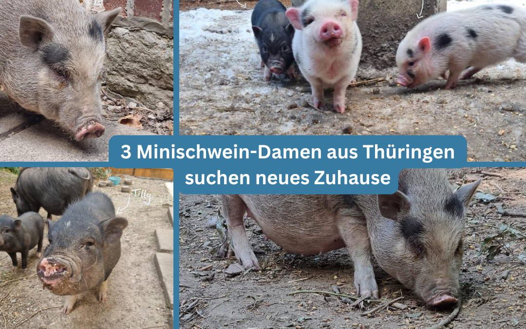 3 Minischweine aus Thüringen suchen neues Zuhause