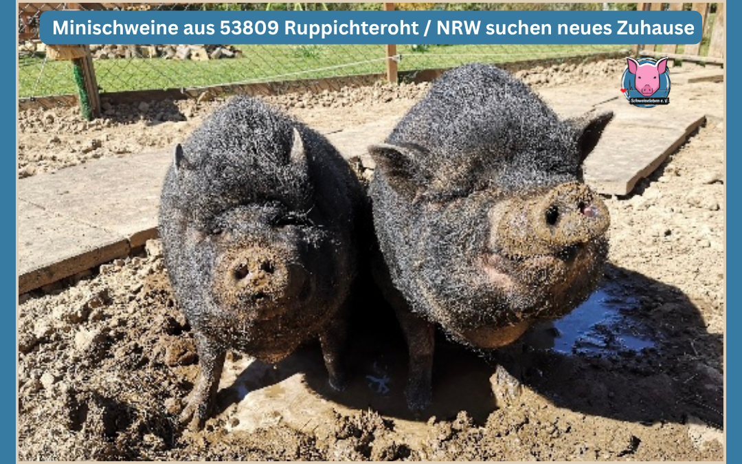 Zwei Minischweine suchen neues Zuhause