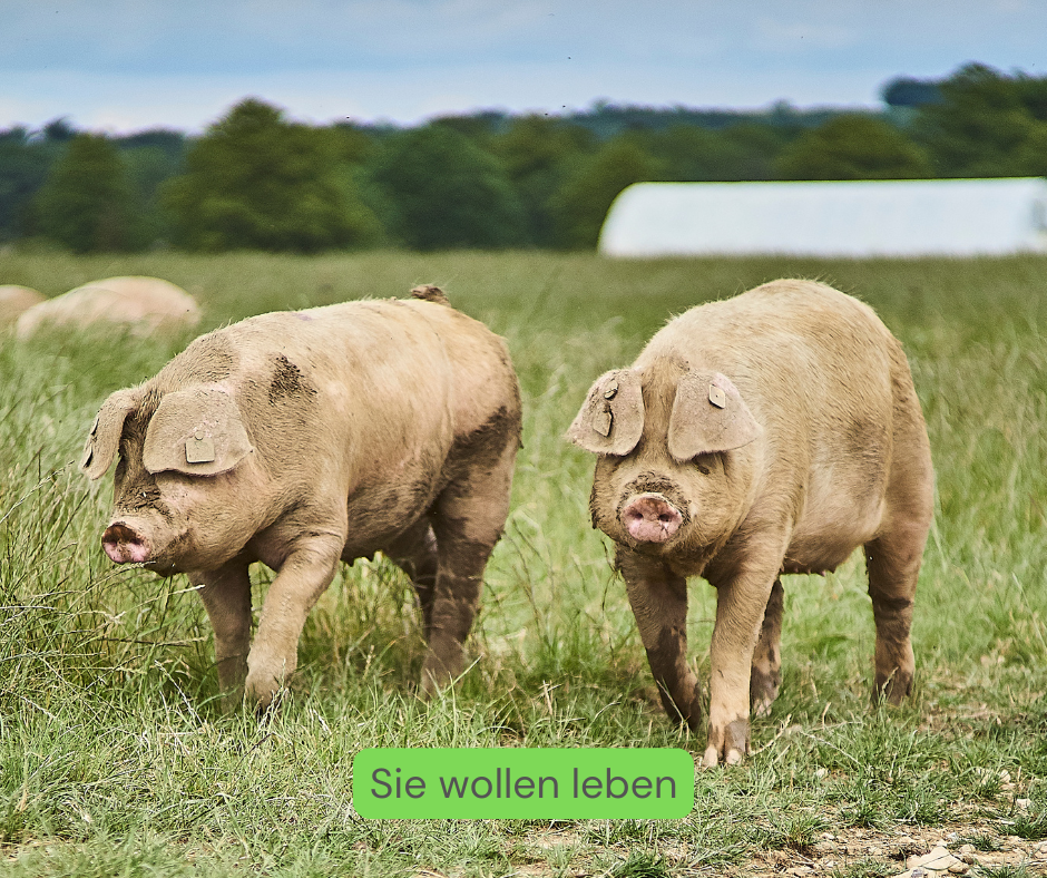 Zwei Schweine in Freilandhaltung