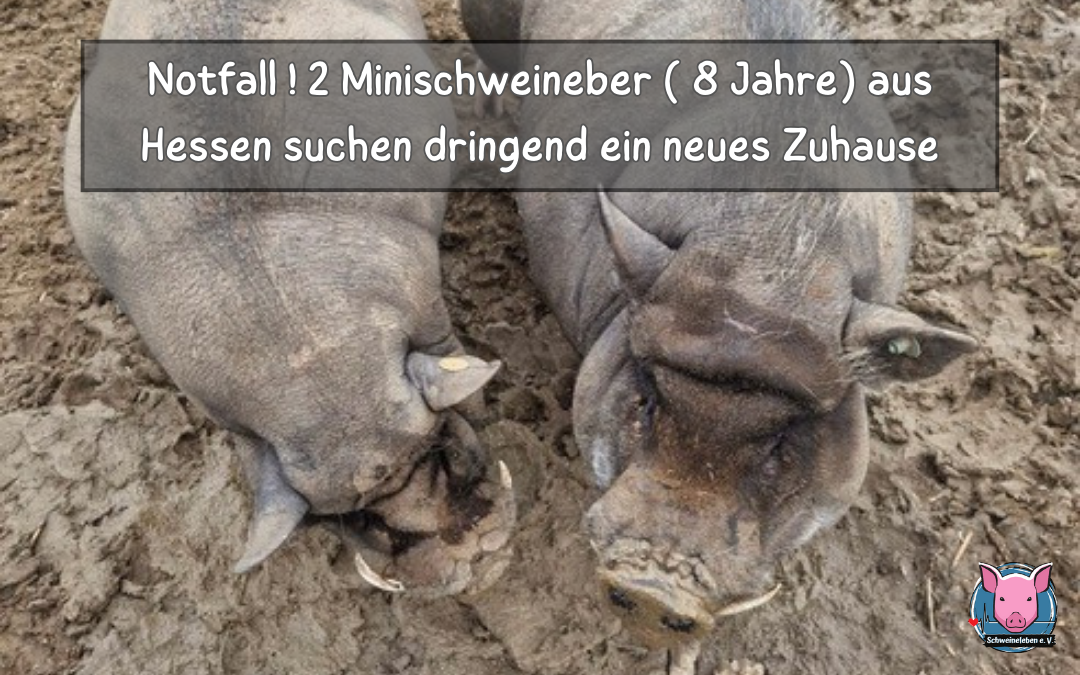 2 Minischweineber aus Hessen, Vermittlungshilfe