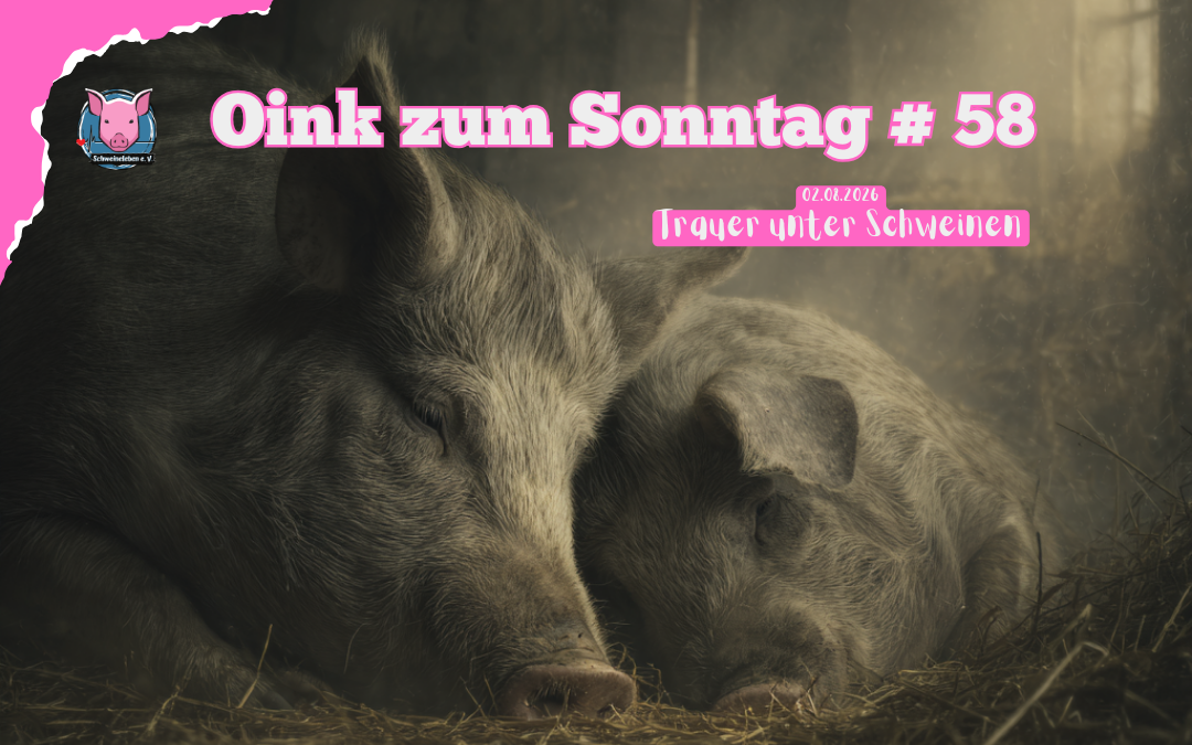 Trauer unter Schweinen