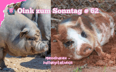 # 62 Oink zum Sonntag – Endstation Hoffnung? Warum Minischweine die Verlierer sind