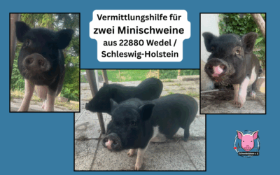 Vermittlungshilfe: Zwei Minischweingeschwister aus 22880 Wedel / Schleswig-Holstein