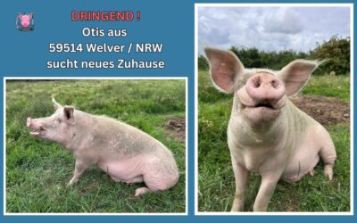 Vermittlungshilfe für Hausschwein Otis aus 59514 Welver / NRW