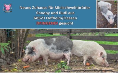 Vermittlungshilfe – Zwei Minischweinbrüder aus 68623 Hofheim/Hessen suchen dringend neues Zuhause