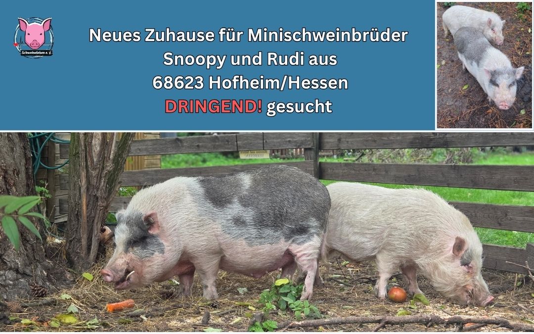 Minischweinbrüder Snoopy und Rudi aus 68623 Hofheim Hessen-hp Vermittlungshilfe zwei Minischweinbrüder aus Hessen