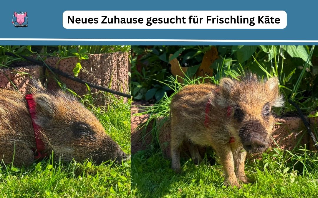 Vermittlungshilfe – Frischling Käte sucht neues Zuhause