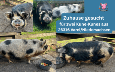 Vermittlungshilfe für zwei Kune Kunes aus 26316 Varel / Niedersachsen