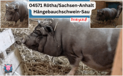 Vermittlungshilfe für Hängebauchschwein-Sau Erna aus 04571 Rötha / Sachsen-Anhalt