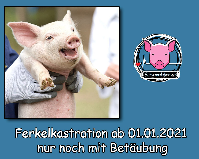 Schweinehaltung: Kastration von Ferkeln ab 2021