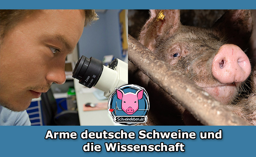 Die armen Schweine und Deutsche Wissenschaftler