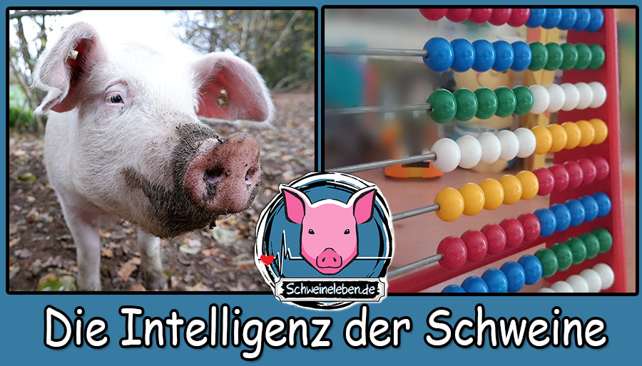 Schweine und ihre Intelligenz