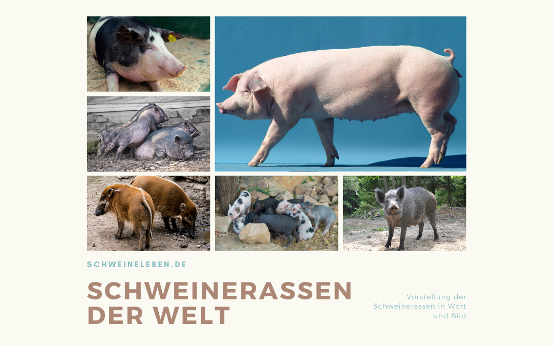 Schweinerassen der Welt