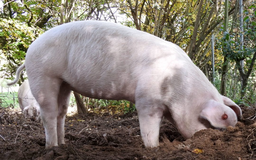 Schweinerassen der Welt – Landrassen