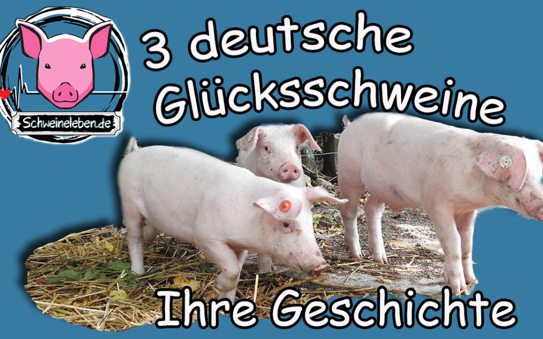 3 gerettete Schweine aus einer deutschen Schweinezucht
