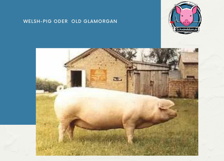 Welsh Pig oder Old Glamorgan