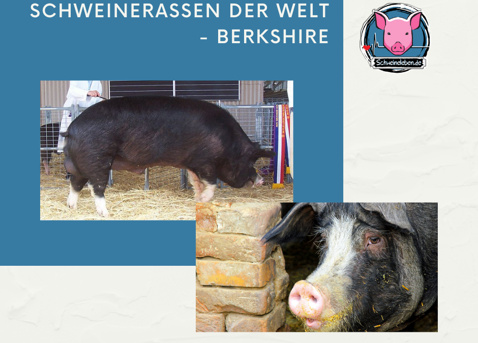 Schweinerassen der Welt - Berkshire