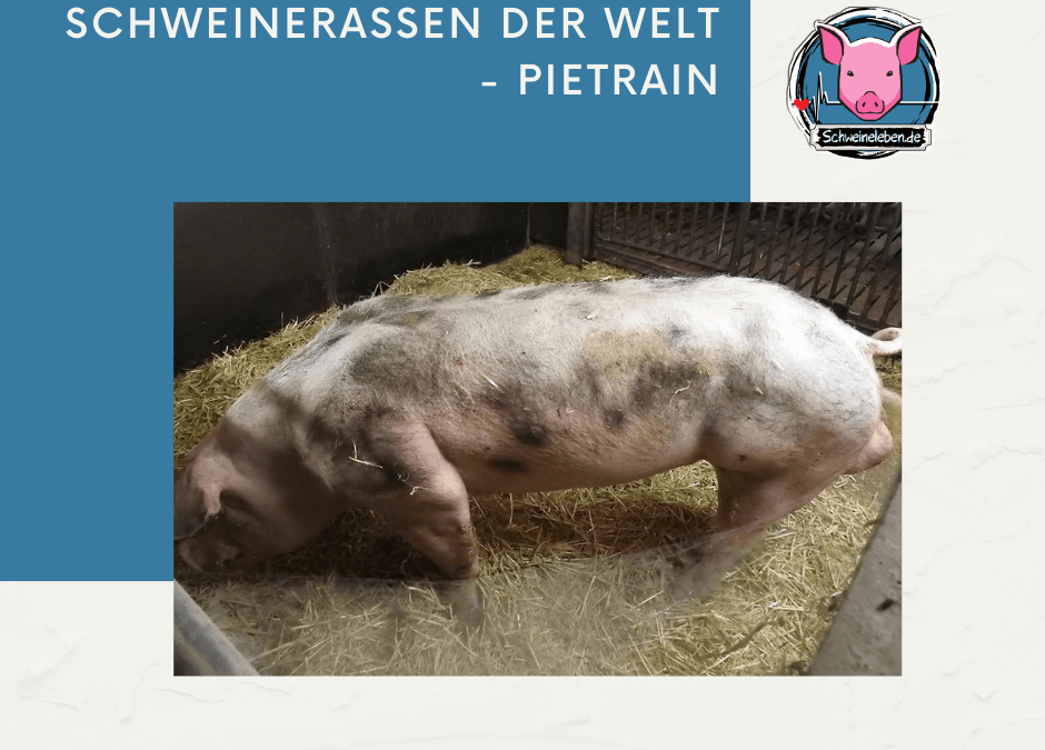 Schweinerassen der Welt - Pietrain