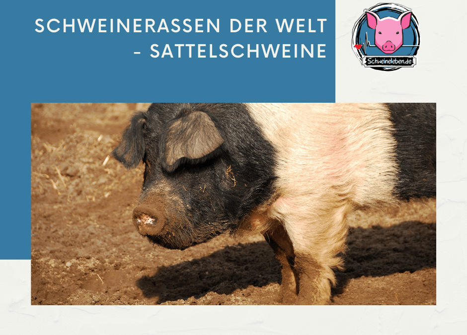 Schweinerassen der Welt - Sattelschweine