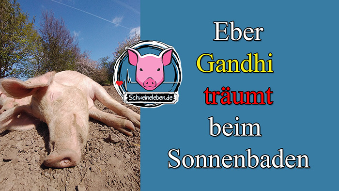 Wir träumen mit und für Schweine