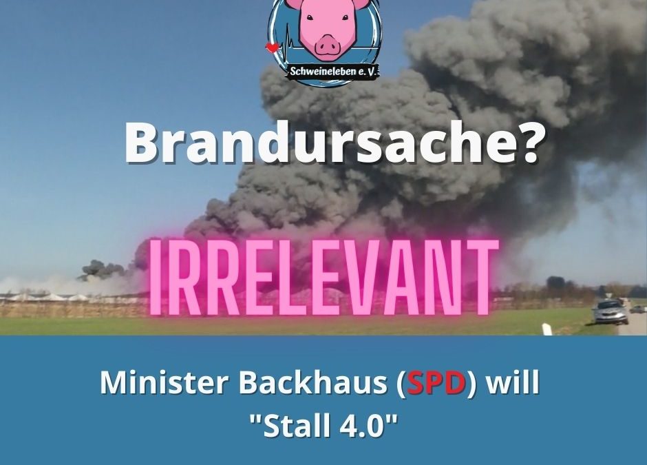 Stall(brand) 4.0 – Oder das Schicksal der Schweine von Alt Tellin