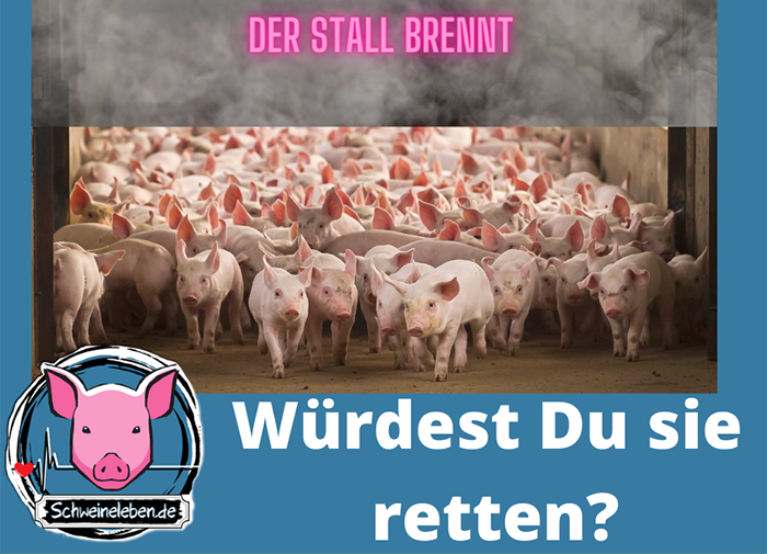 Schweine - kannst Du sie retten?