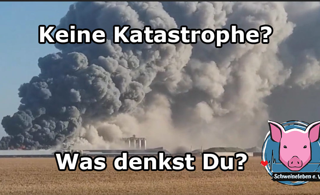 Keine Katastrophe – Die Schweine von Alt Tellin