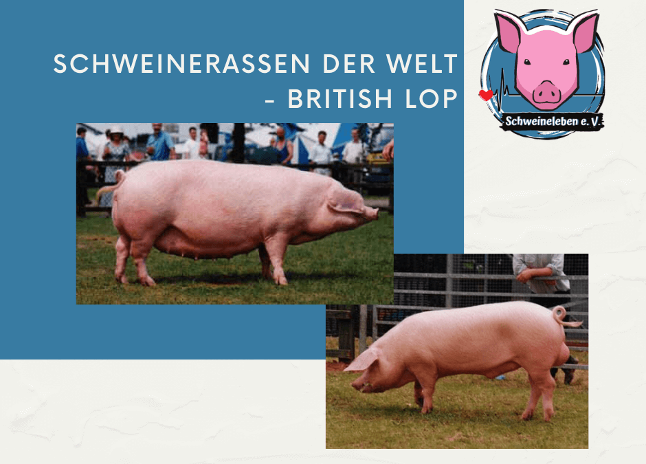 Schweinerassen der Welt - British Lop