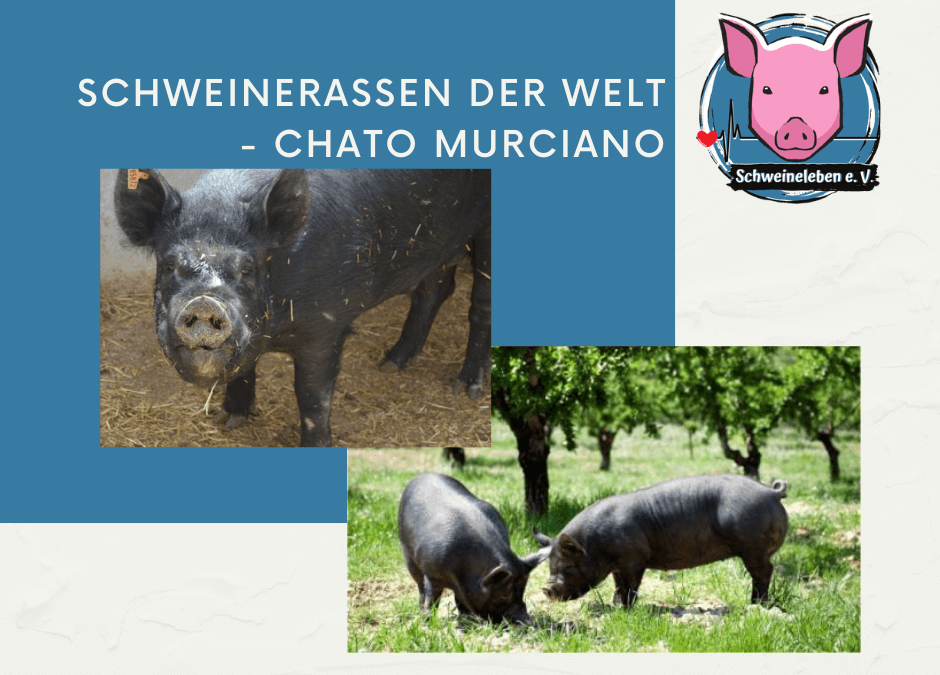 Schweinerassen der Welt - Chato Murciano