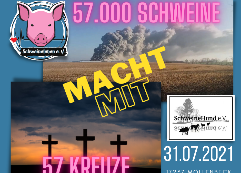 57 Kreuze für 57.000 verbannte Schweine