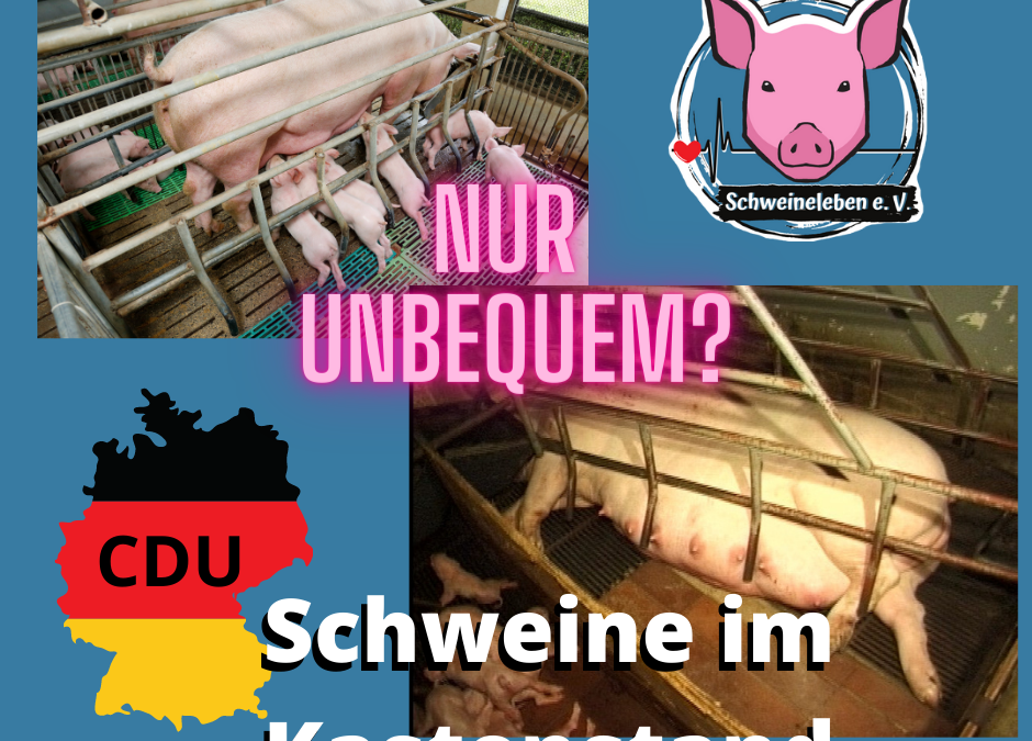 CDU: Der Kastenstand für Schweine ist „unbequem“