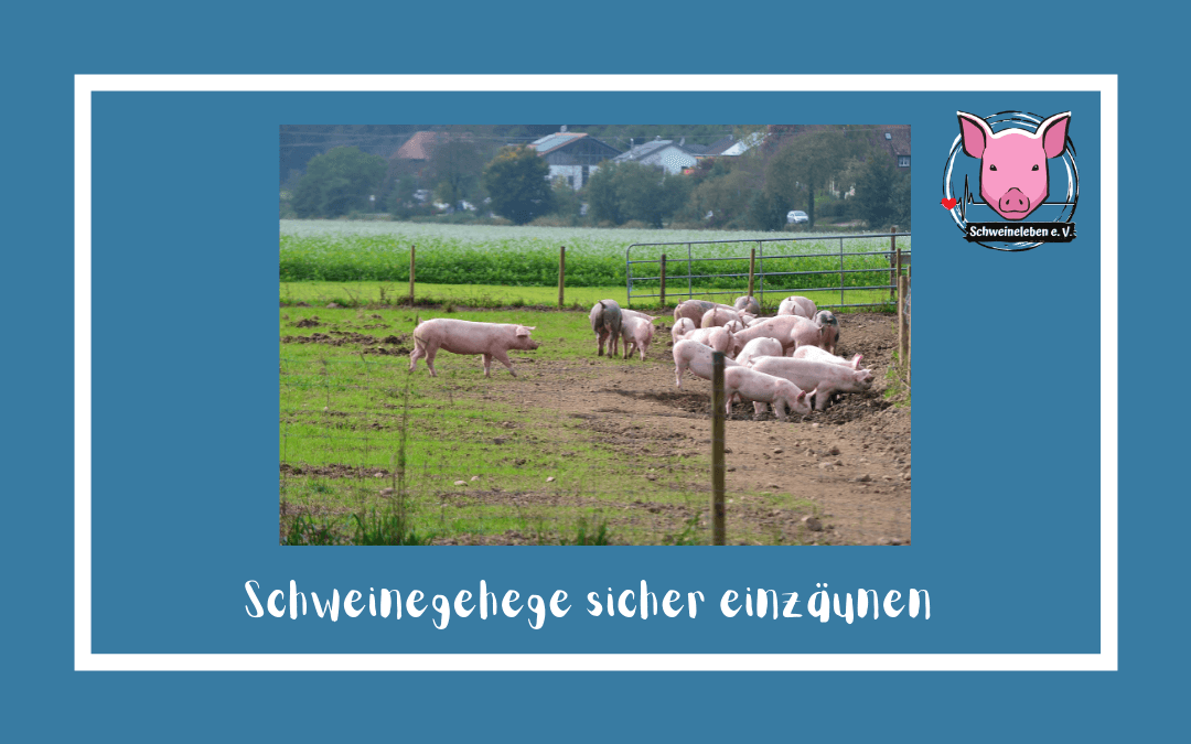 Schweine als Heimtiere - Schweinegehege