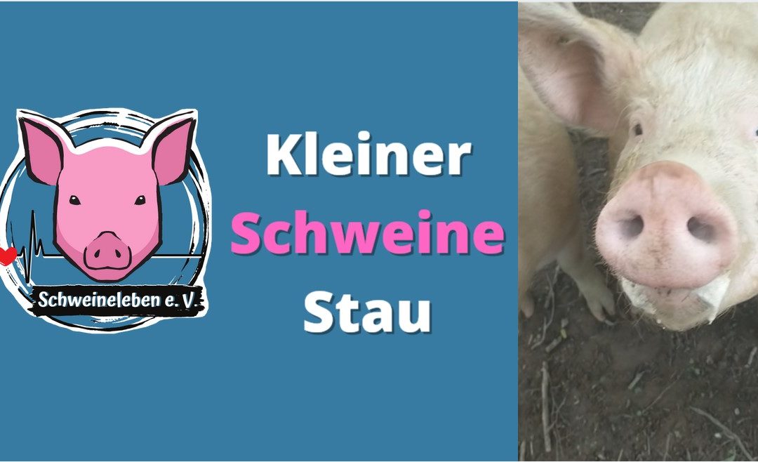 Kleiner Schweine-Stau :-)