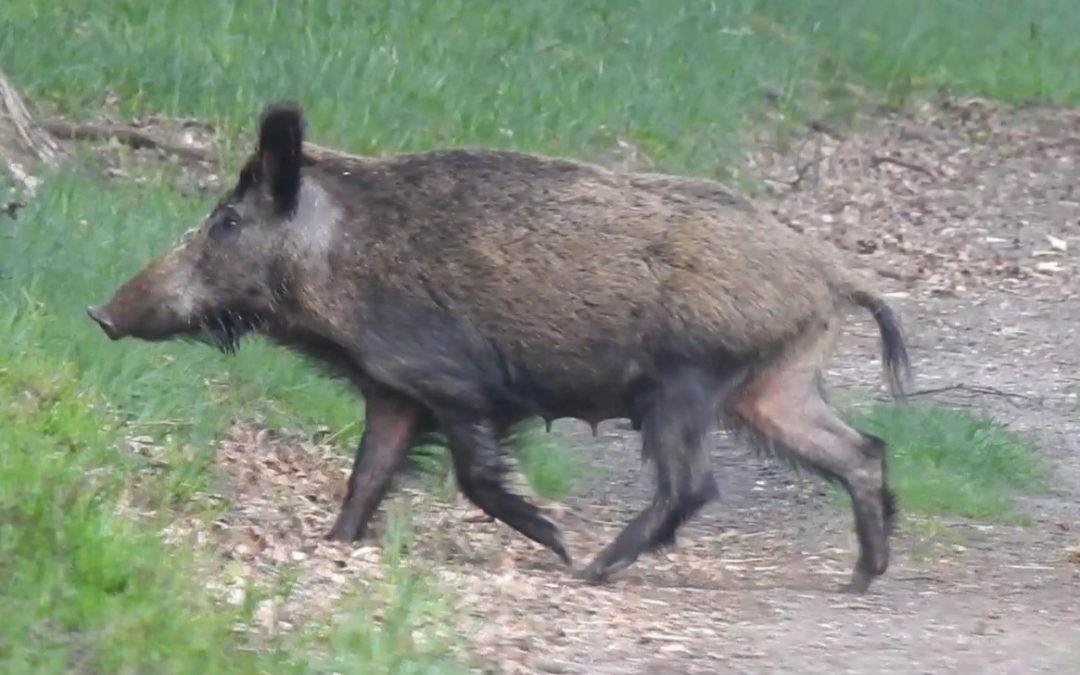 Wildschweine in den Niederlanden