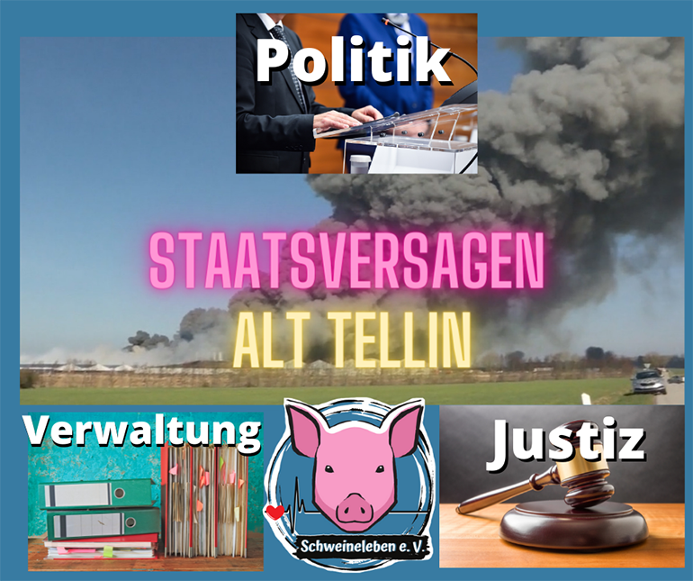 Die Schweine von Alt Tellin – 12 Wochen danach