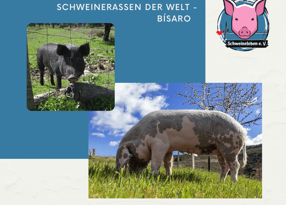 Schweinerassen der Welt - Bísaro