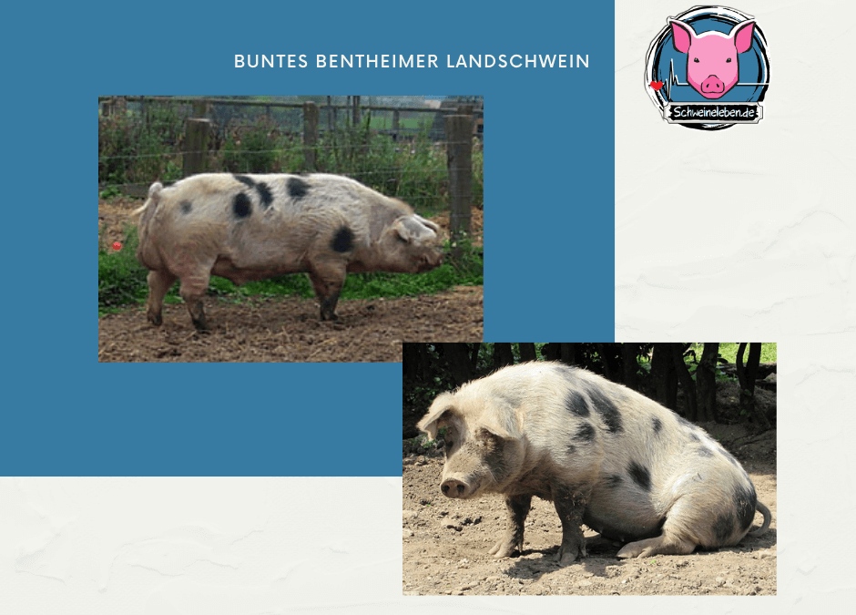 Schweinerassen der Welt – Buntes Bentheimer Landschwein