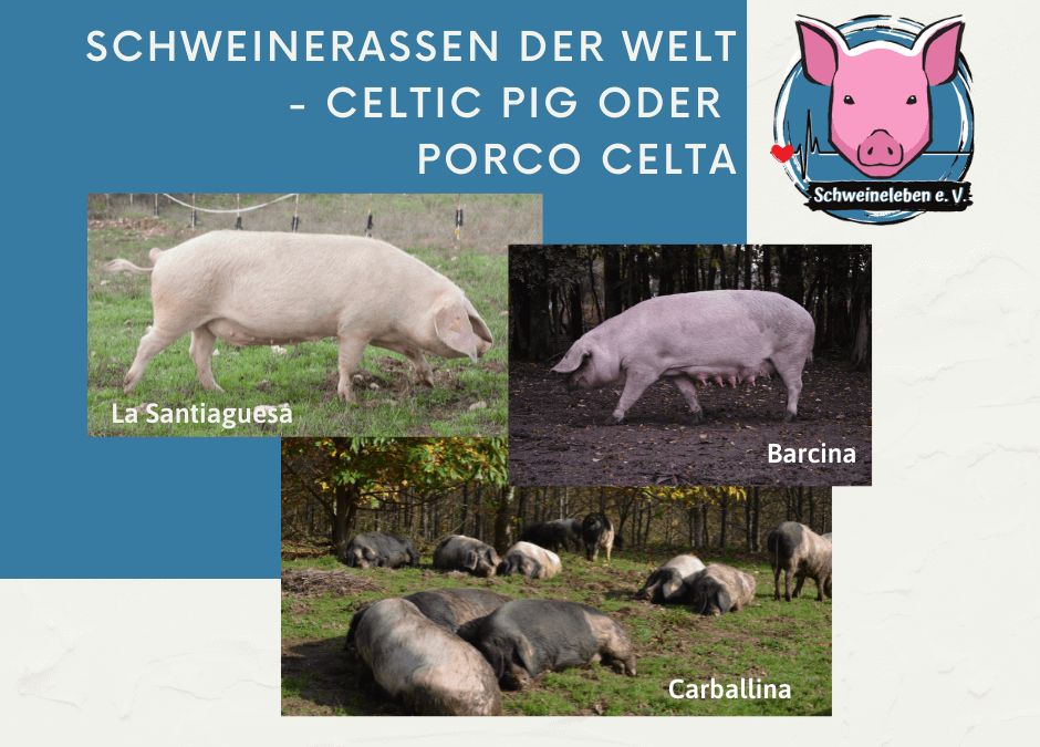 Schweinerassen der Welt Celtic Pig