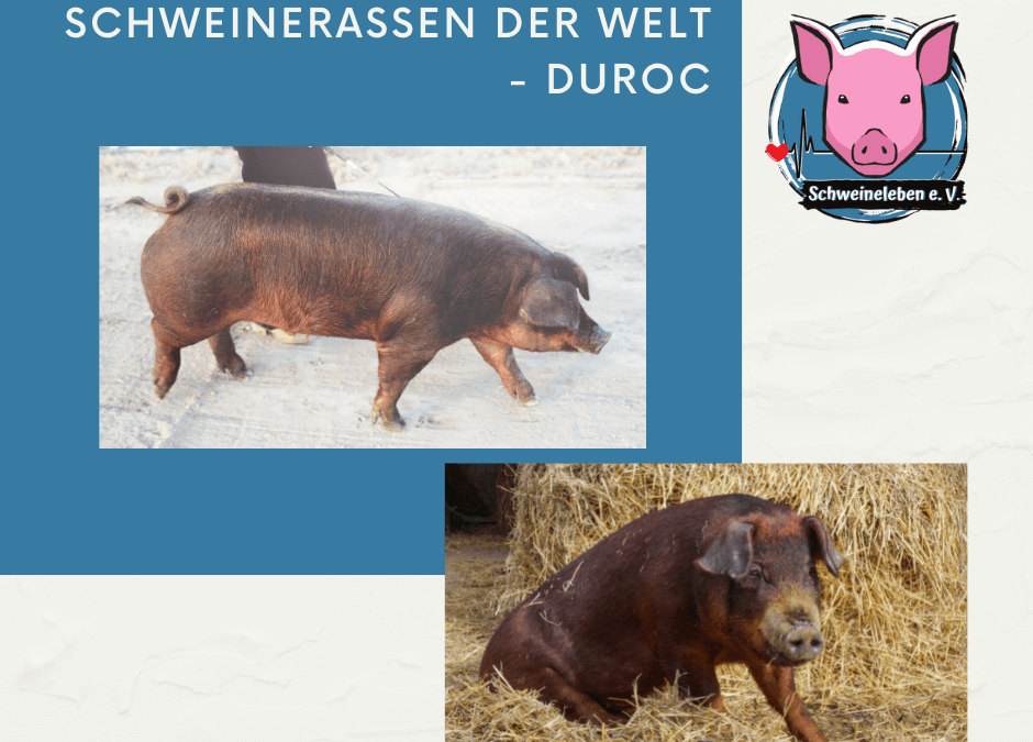 Schweinerassen der Welt - Duroc