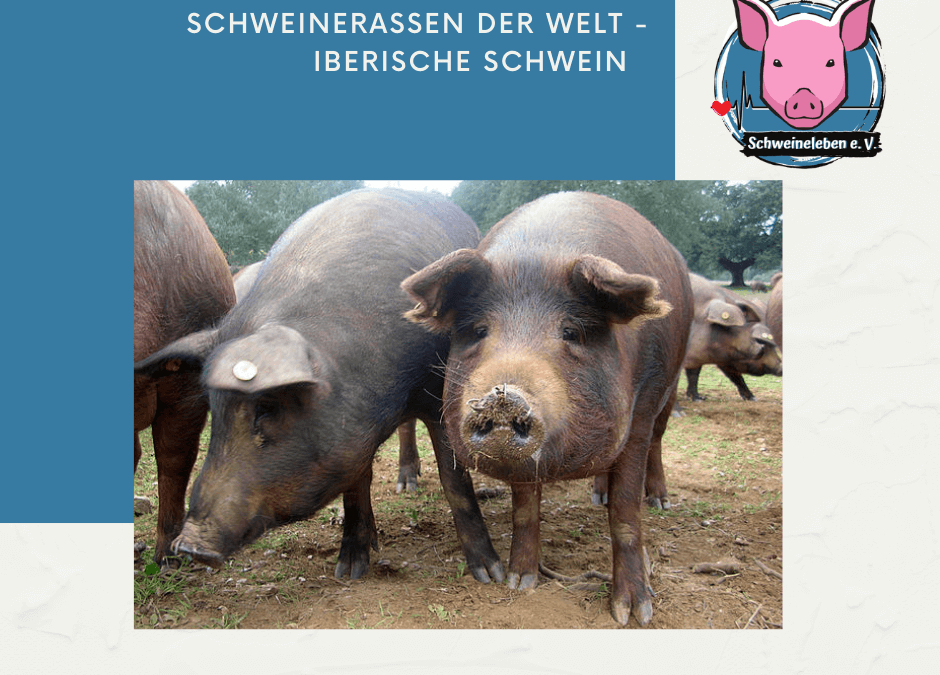 Schweinerassen der Welt - Iberische Schwein