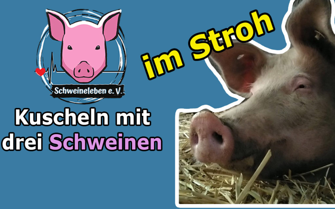 Mit den Schweinen im Stroh