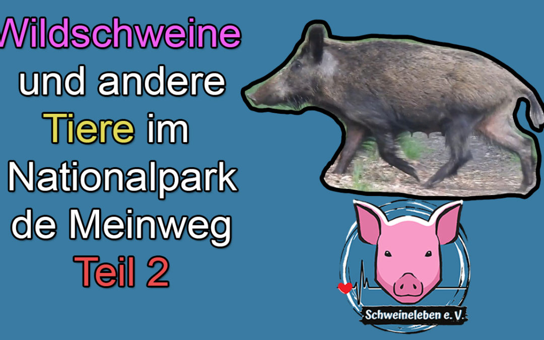 Wildschweine und andere Tiere im Nationalpark de Meinweg – Teil 2