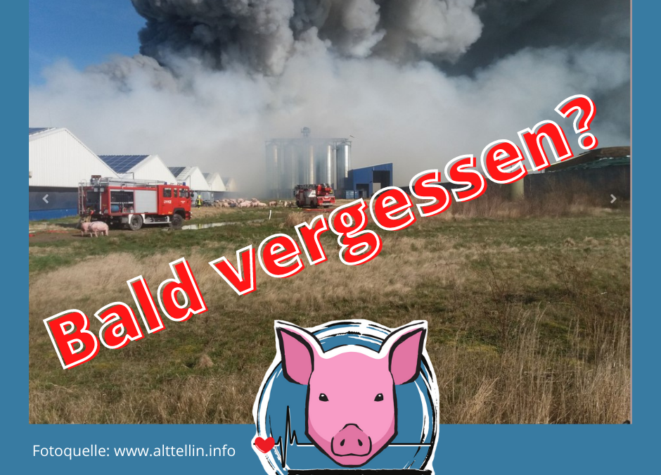 Die Schweine von Alt Tellin - bald vergessen?