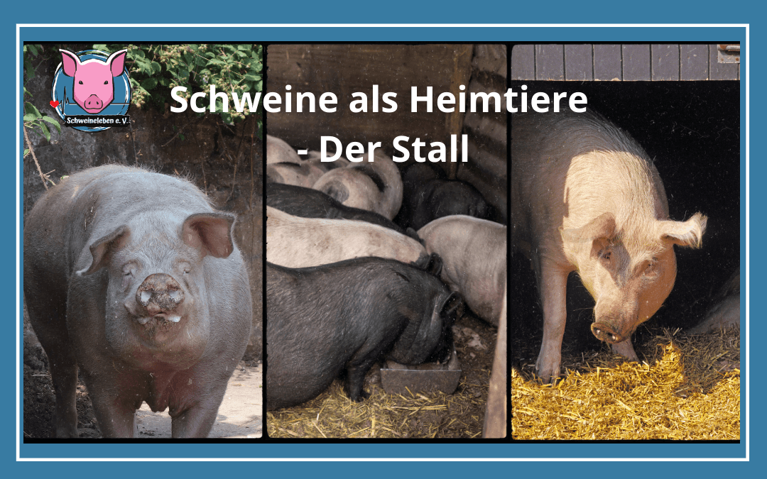 Schweine als Heimtiere - Der Stall