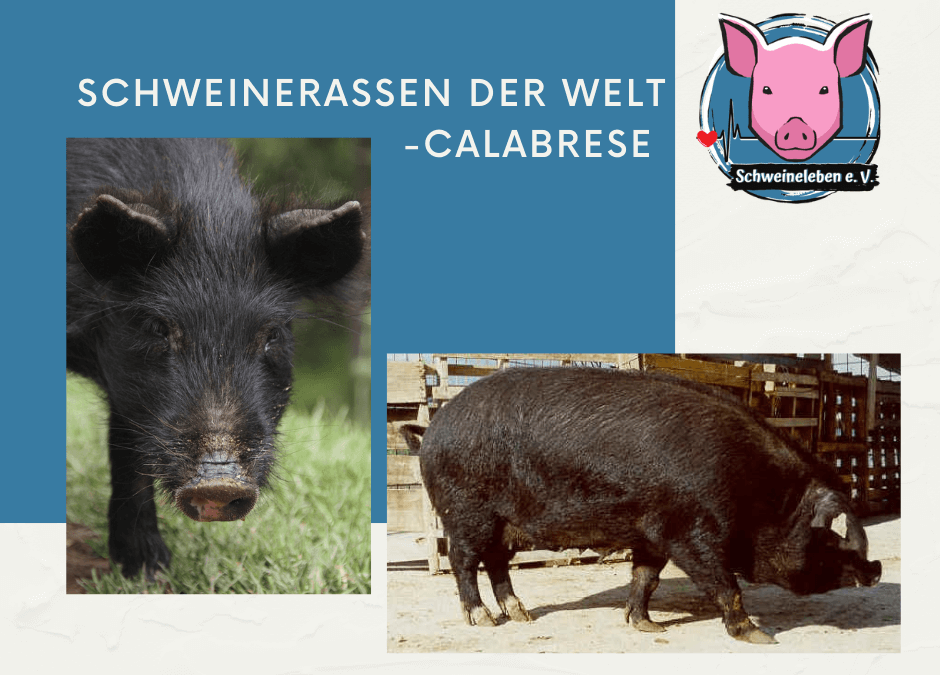 Schweinerassen der Welt - Calabrese