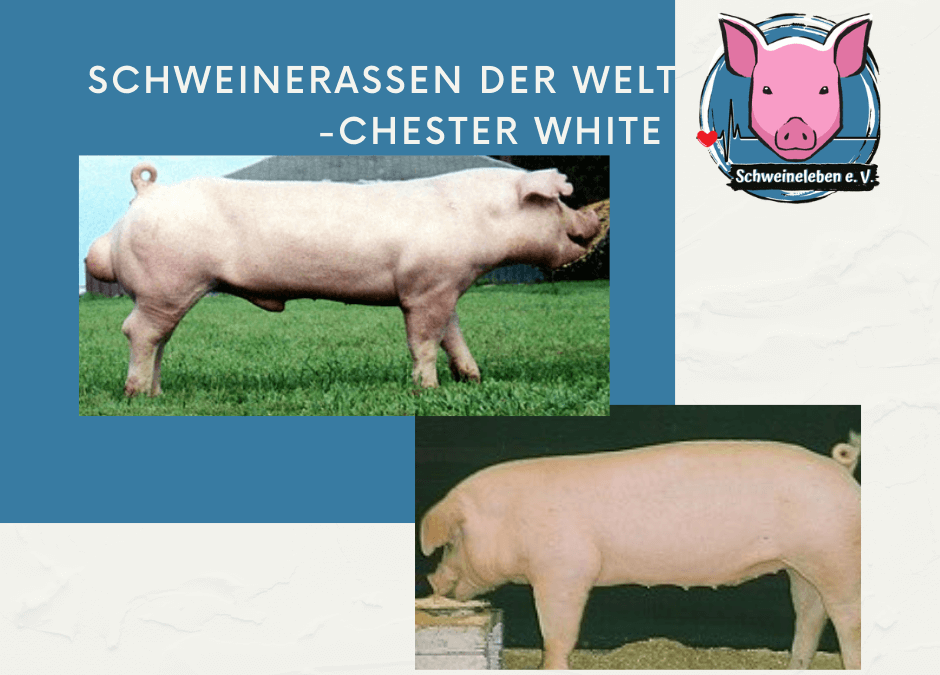 Schweinerassen der Welt - Chester White