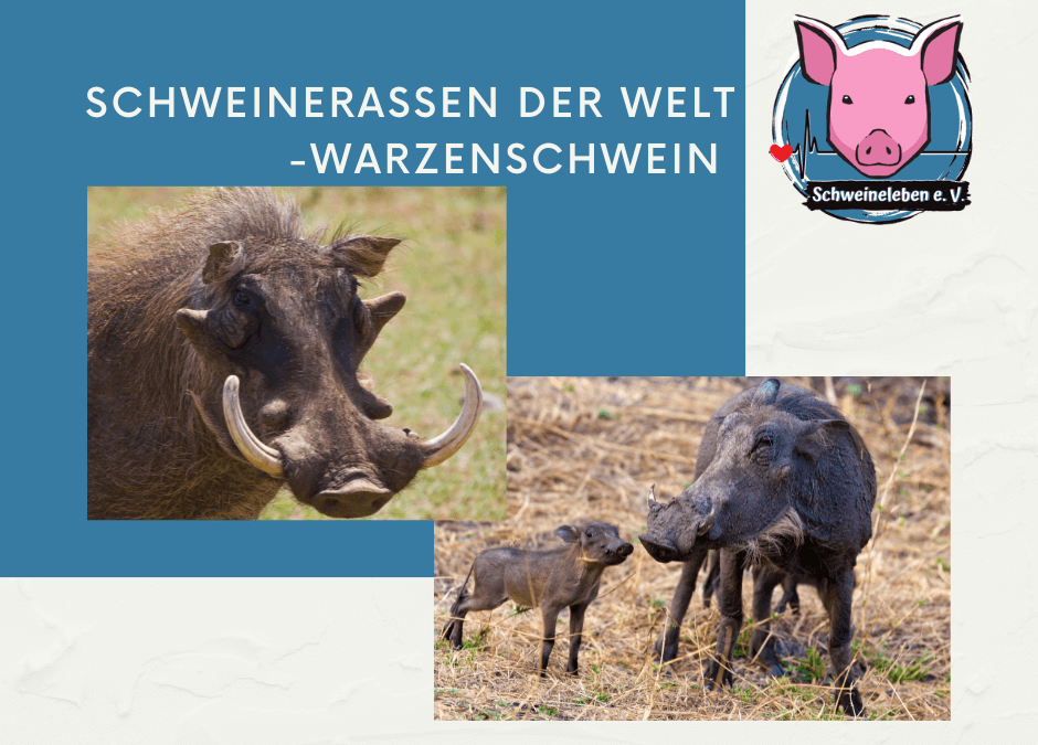 Schweinerassen der Welt - Warzenschweine