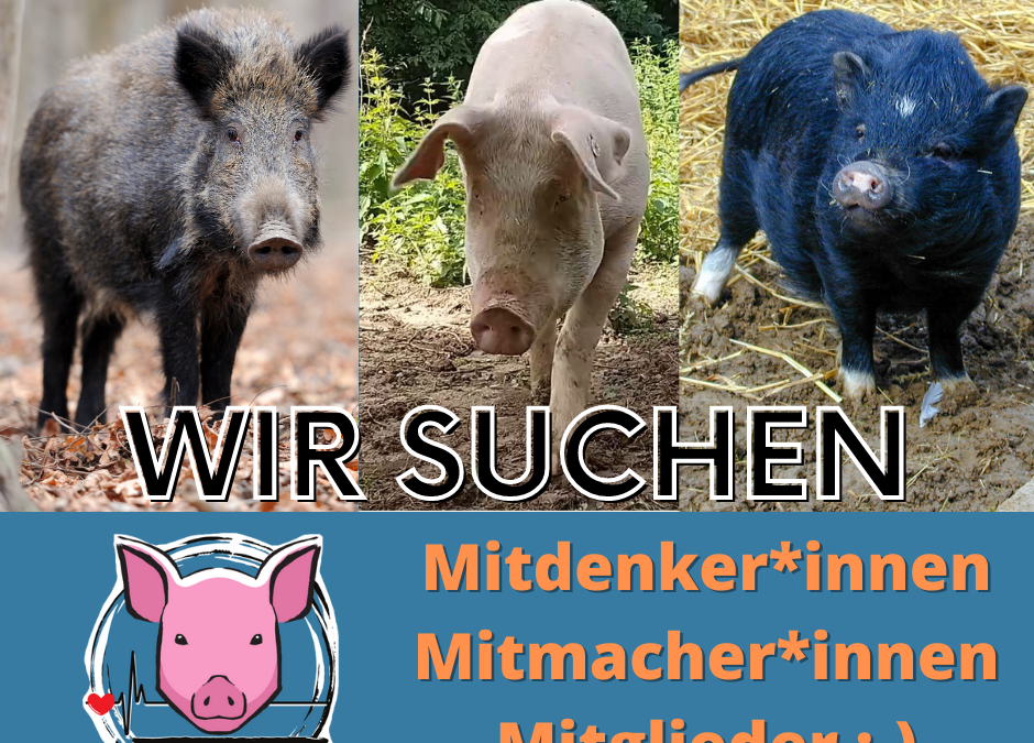 Schweineleben e. V. sucht: Dich!