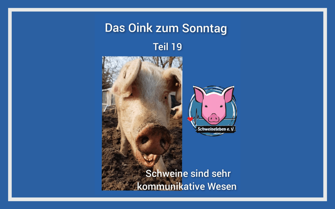 Das Oink zum Sonntag (Teil 19) – Schweine sind sehr kommunikative Wesen (von Conny Unterberg)